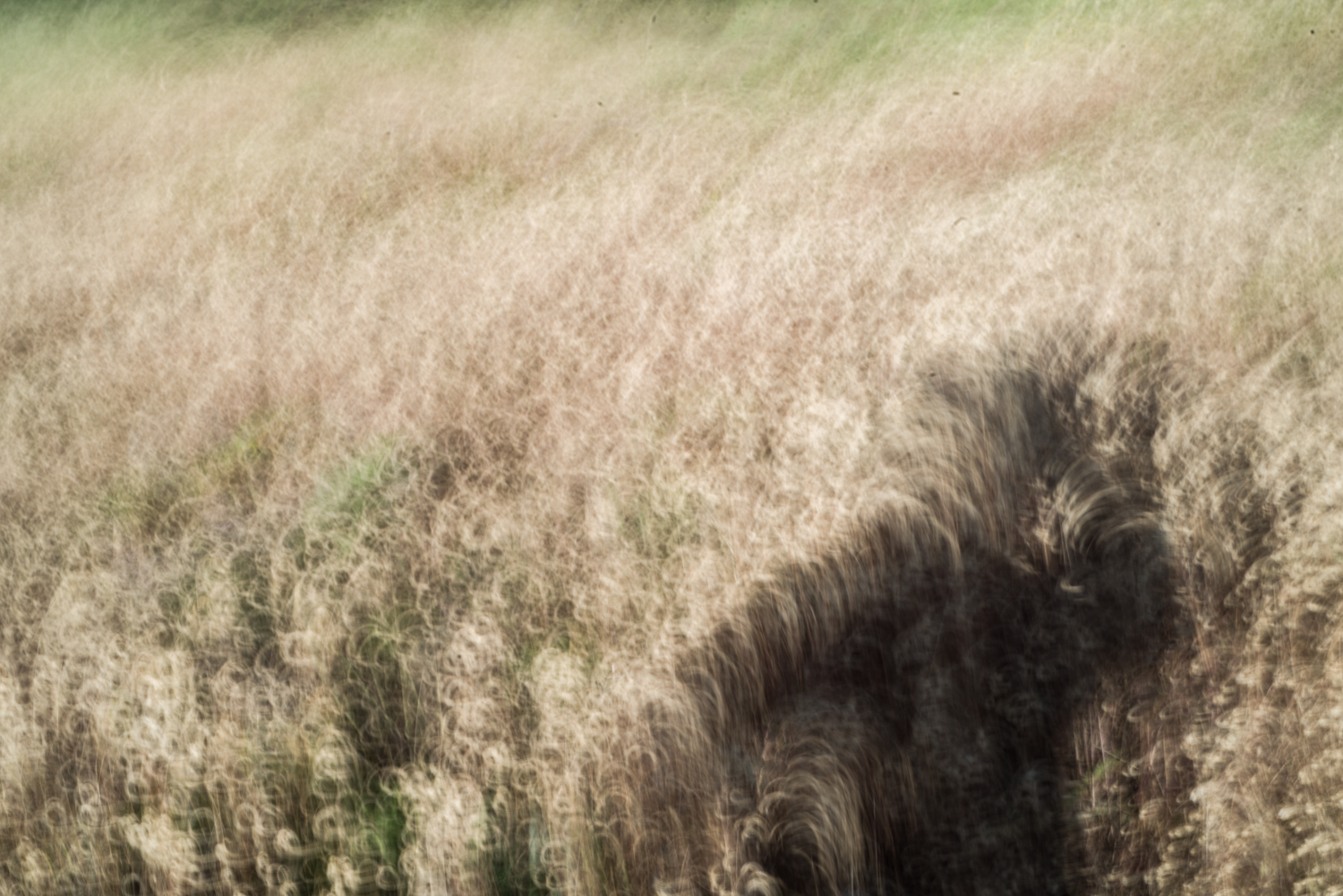 Sea Ranch_19-80