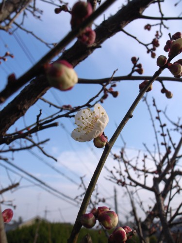 The Tao of the Plum Blossoms