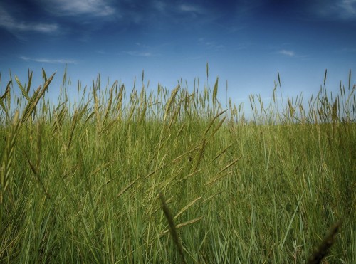 Parting the Grasses