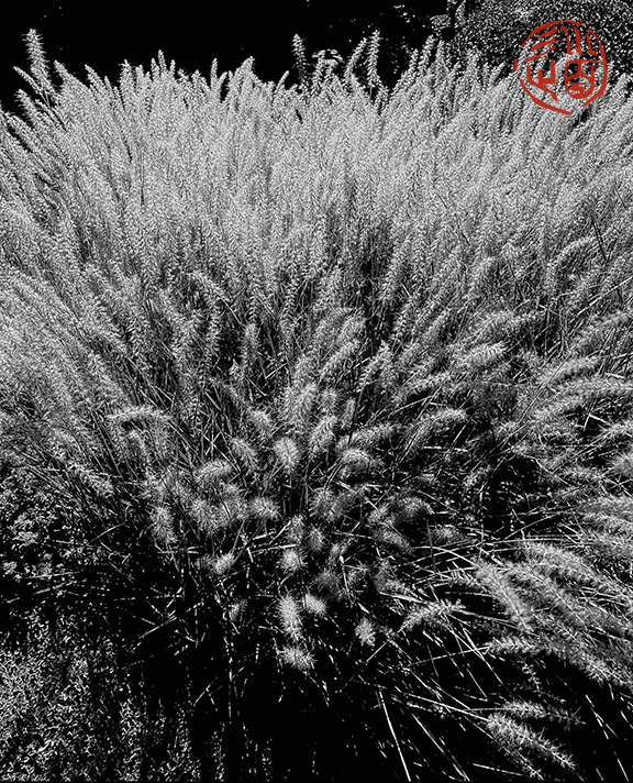 ThousandGrasses_sm_CROP