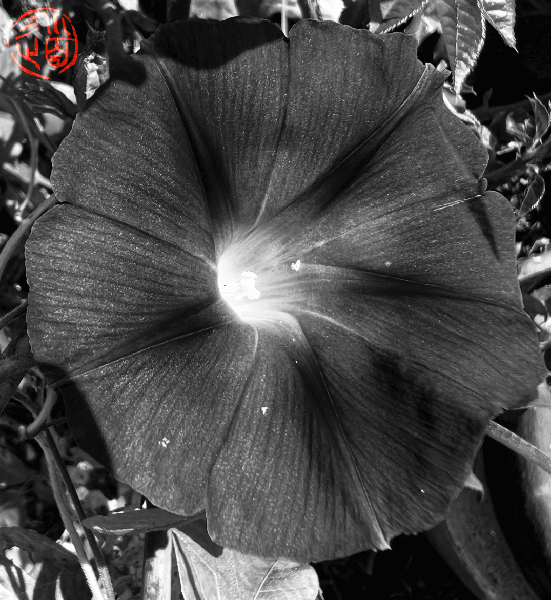 91086c06281c43948ab65c61cda8e9cc
